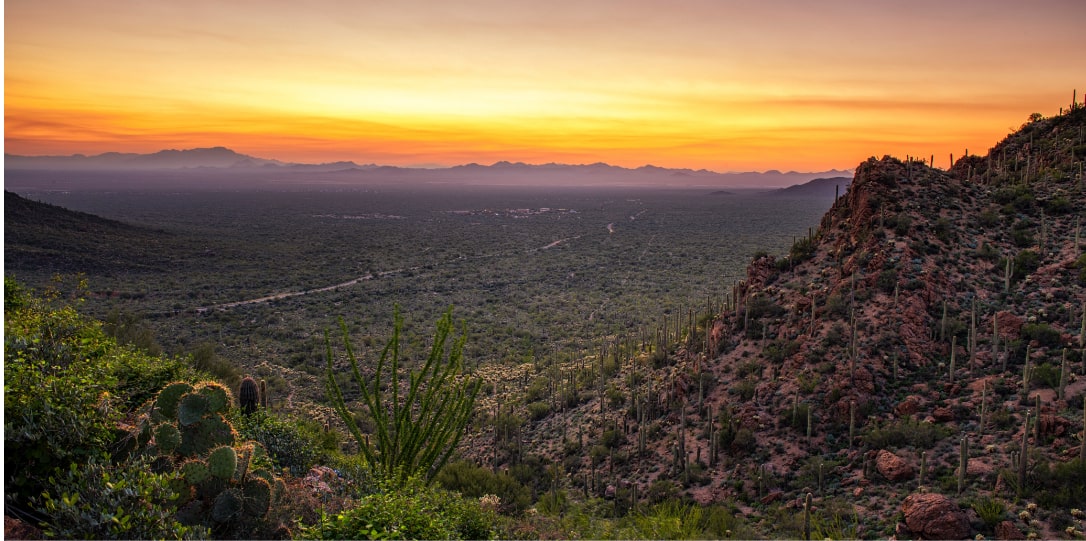 Sunset landscape with local vegetation in Arizona